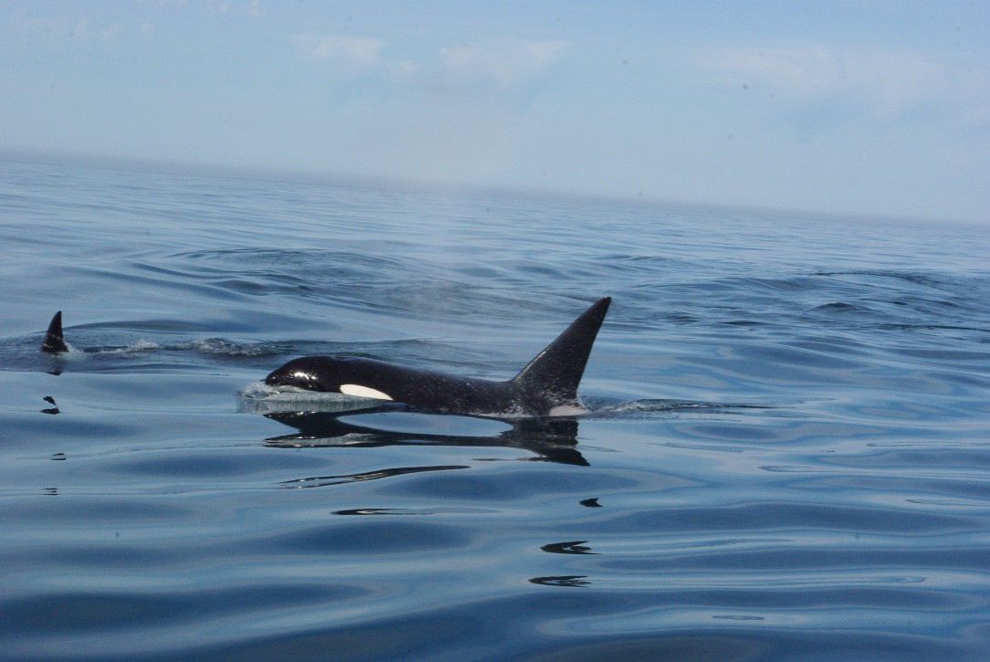 Orca Protection